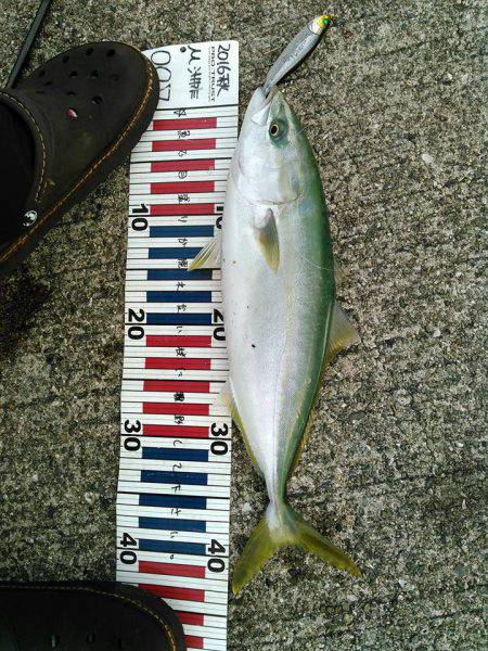 ボラにサバにハマチ！